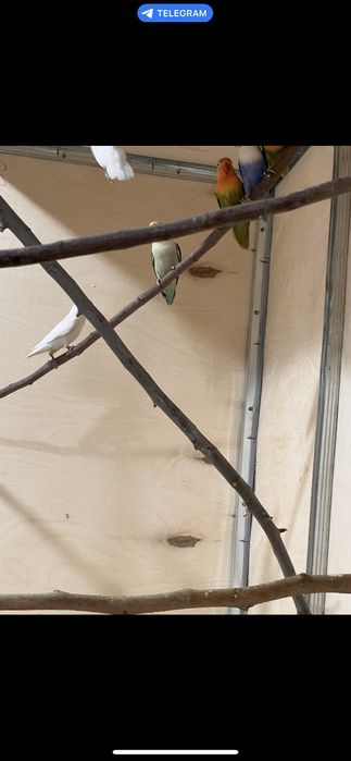 Zotdor qushlar sotiladi