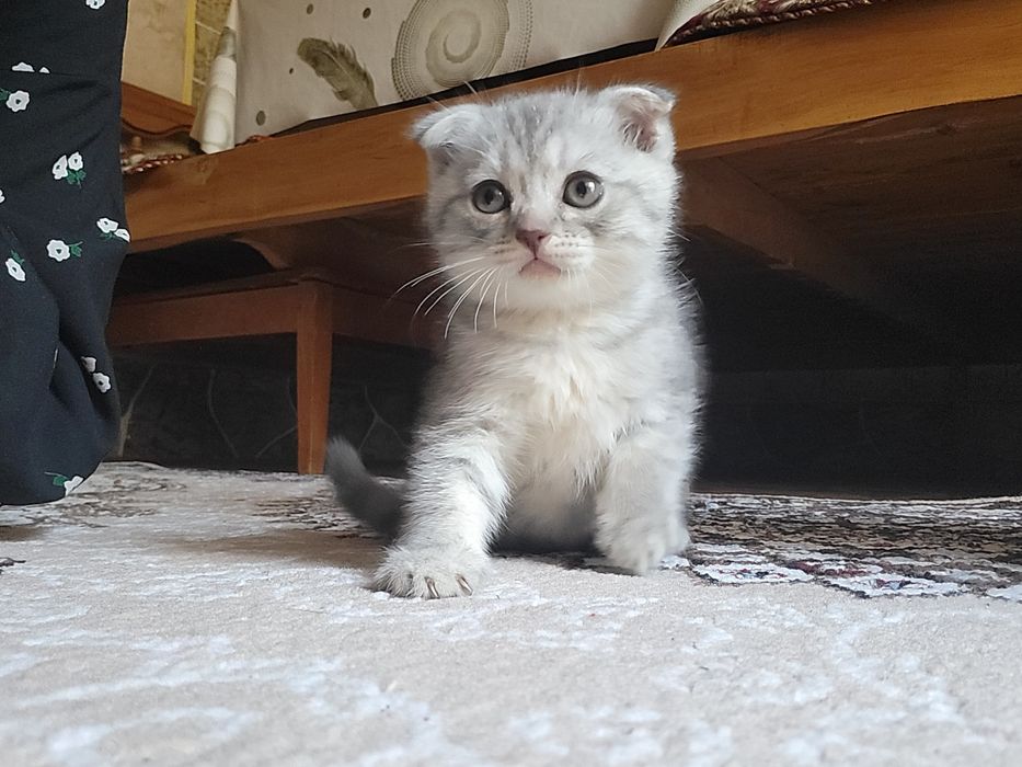 Bolasi sotiladi  1.5oylik onasi Britaniya shorthair otasi serebres sin