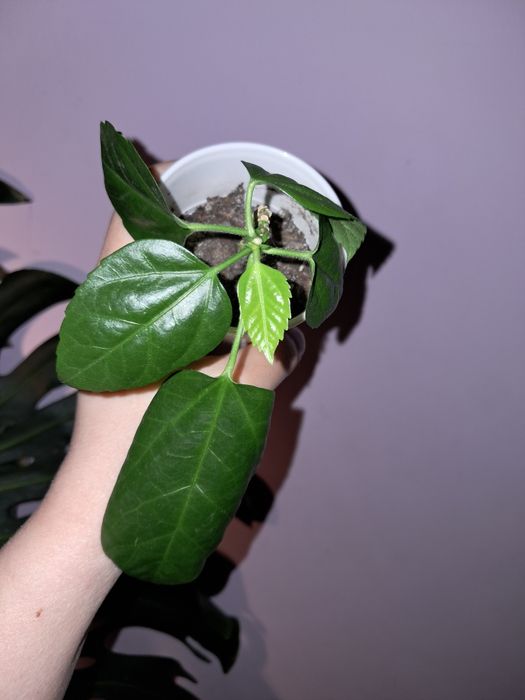 Гибискус махровый красный