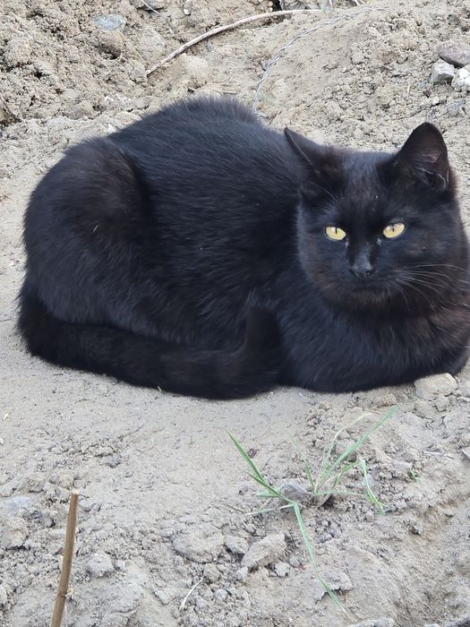 Котята в добрые руки!
