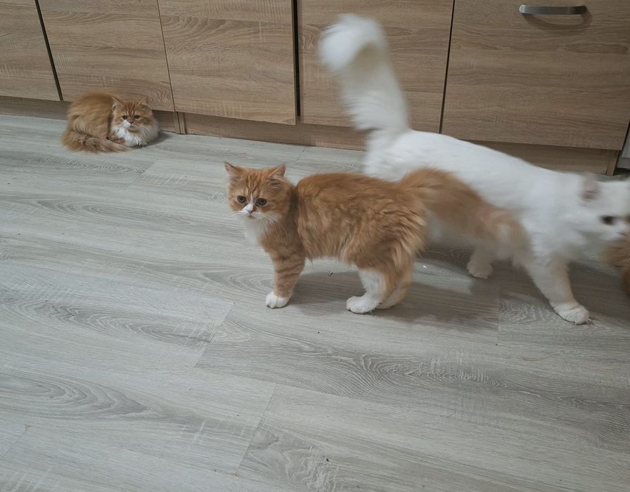 Ангорско  мъжко коте