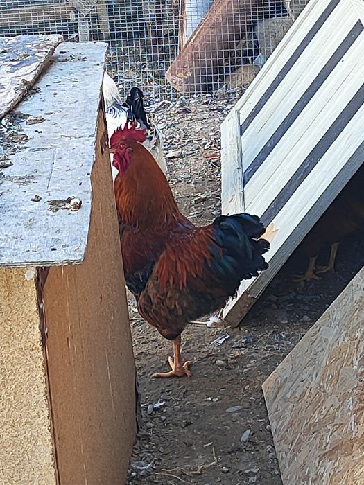 Продам молодых петушков