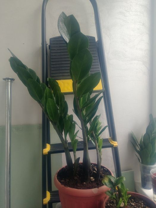 Новый сорт Пирамида 50~60см