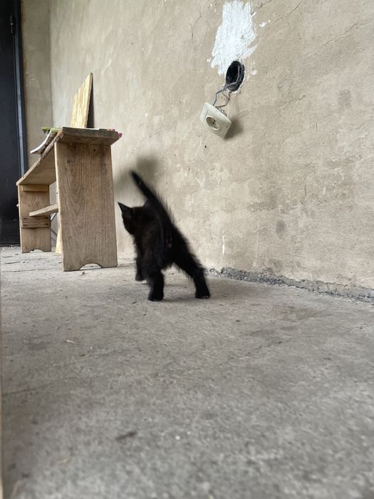 Котята, мальчики