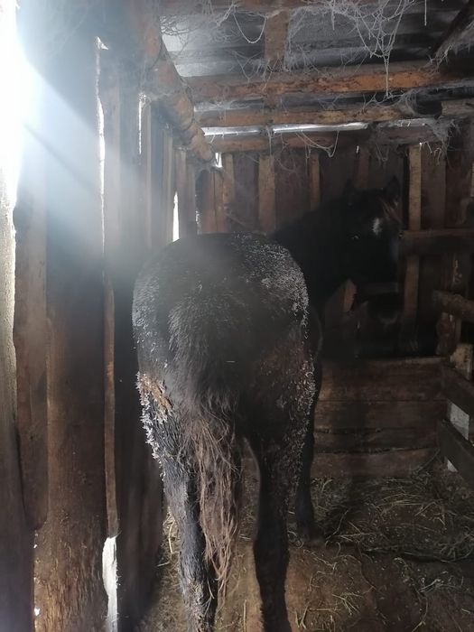 Продам соғым-мясо, жеребчик 1.7