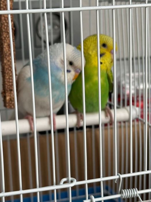 Два попугая зеленый и белый