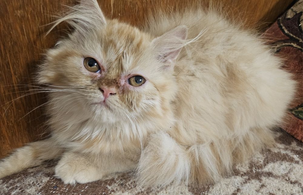 Две персийски котенца