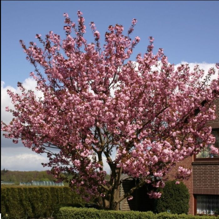 Ciresul japonez Prunus serrulata Kanzan