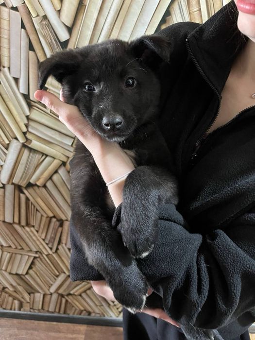 Отдам щенка в добрые руки!