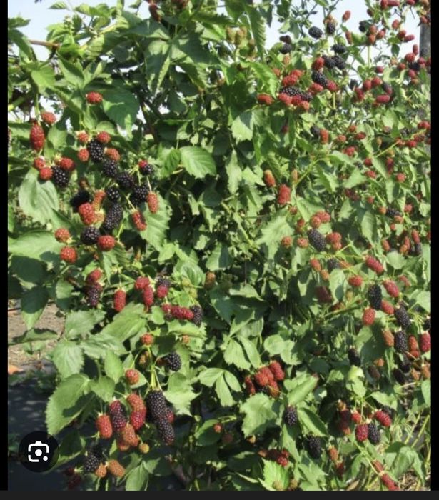 Ежемалина көшеті бар.