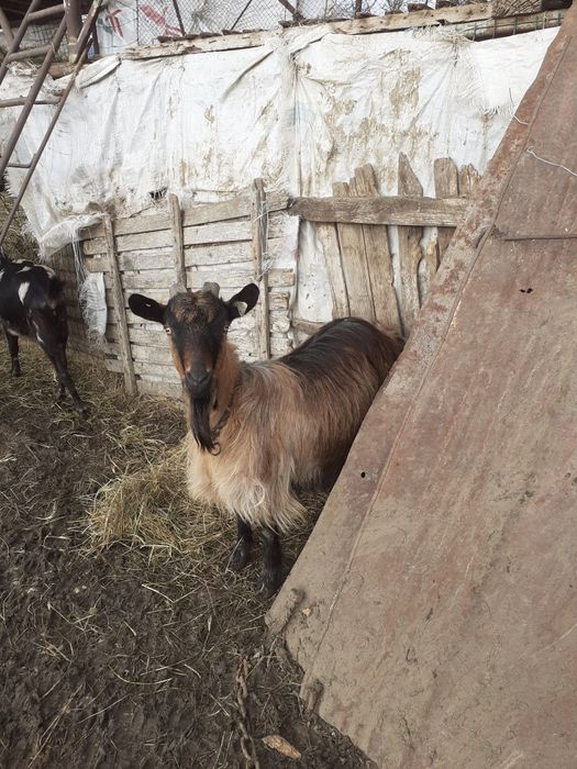 Capre alpin francez metis