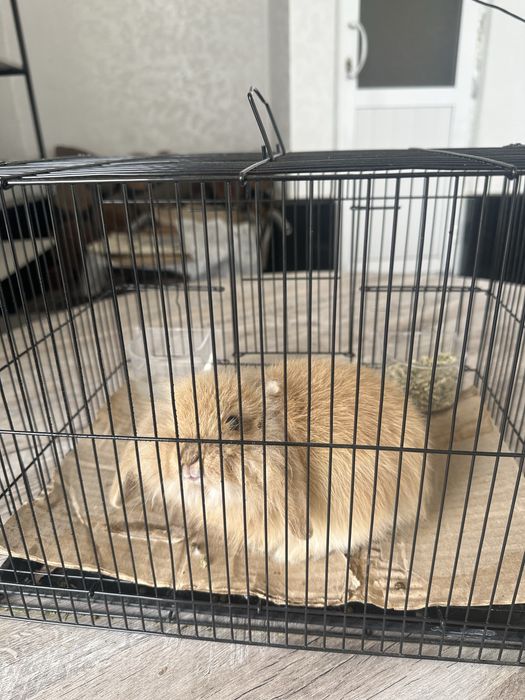 Карликовый кролик вместе с домиком и кормом