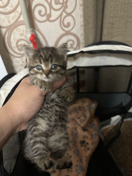 Продам котенка британец