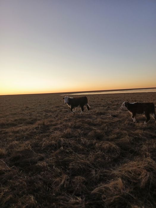 Продам телят телочки,белоголовые