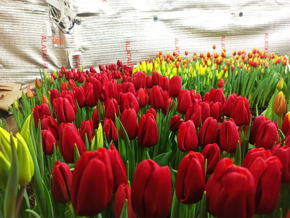 Тюльпаны оптом с теплицы