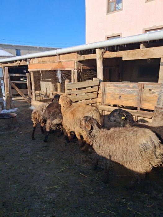 Бір бір жарым жасар тоқтылар сатылады. Сауда бар
