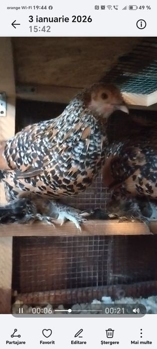 Mii de flori porțelan