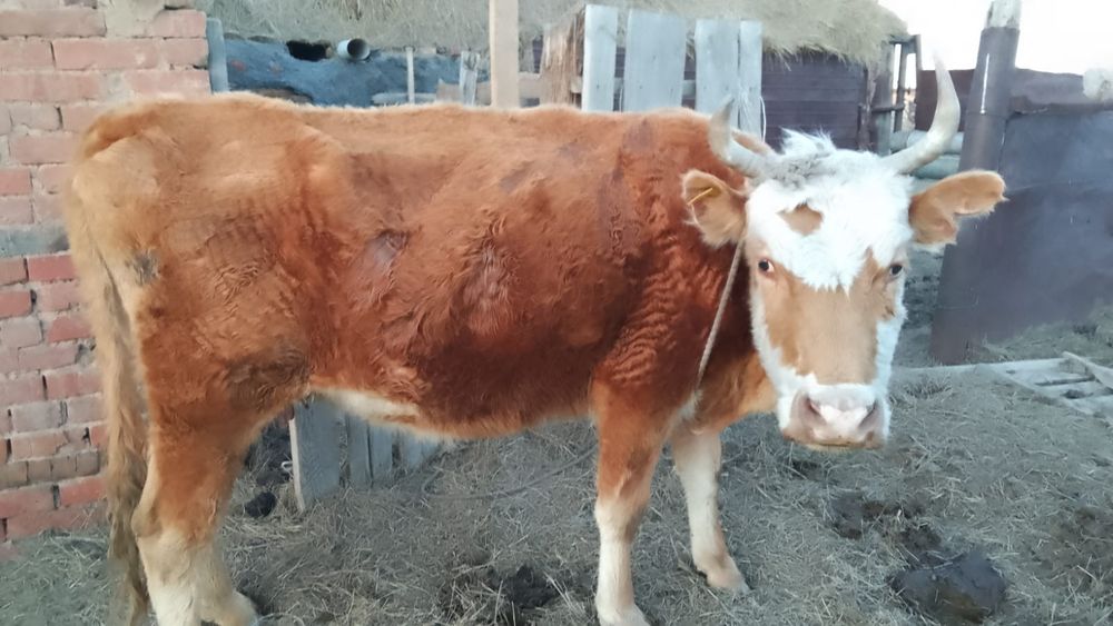 Продаем корову..