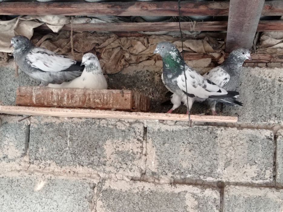 Продаются пакистанские голуби.