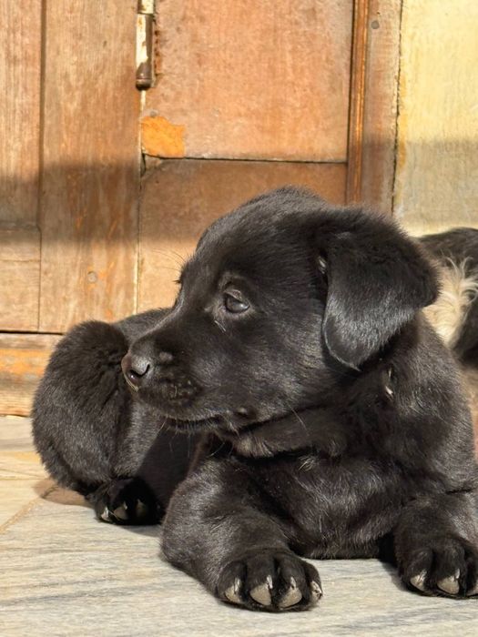 Щенок в добрые и ответственные руки