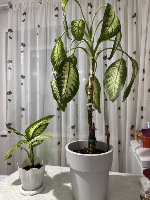 Диффенбахия продам