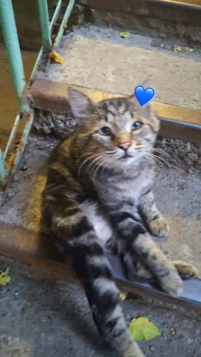 Котик мальчик ищет срочно дом!