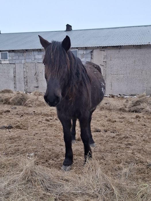 Продаю Жылкы лощадь