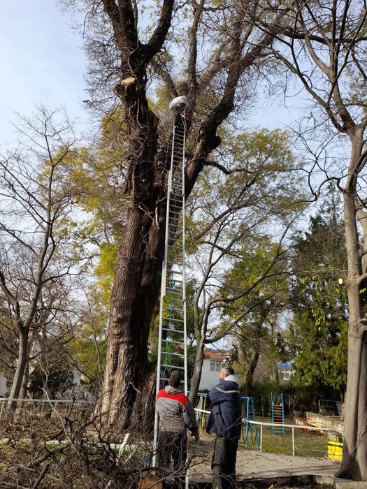 Рязане на високи опасни дървета косене на тревни площи