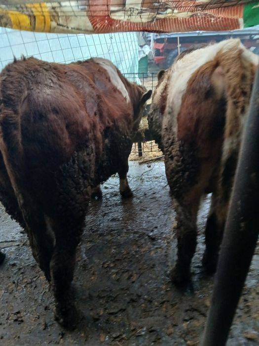 Vând tauri de 450-500 kg