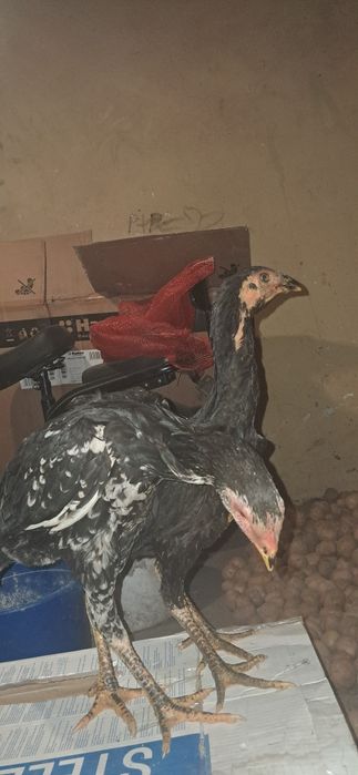 Мекяны даканихи 5 штук