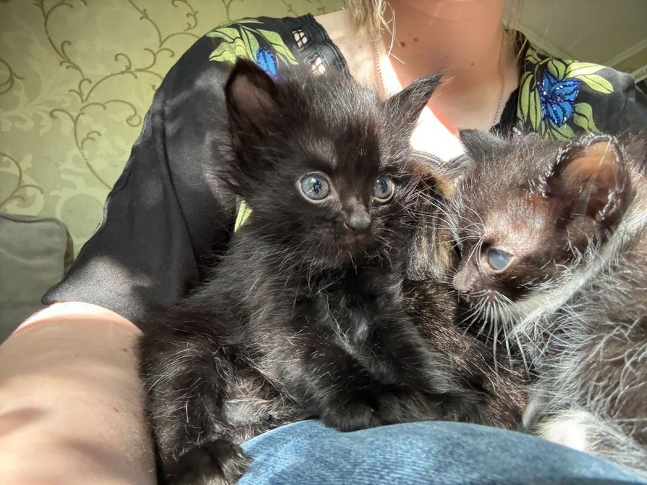 Красивые ласковые котята.