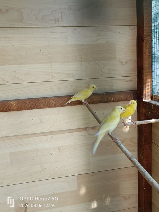 Canari de cantec