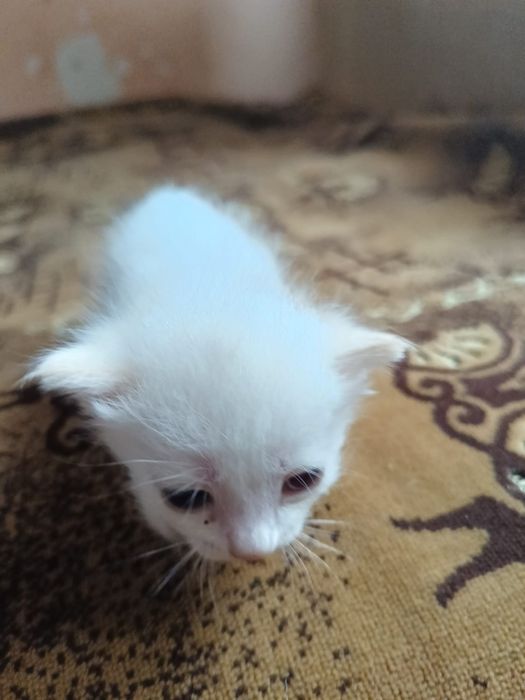 Ласковые котята ищут дом