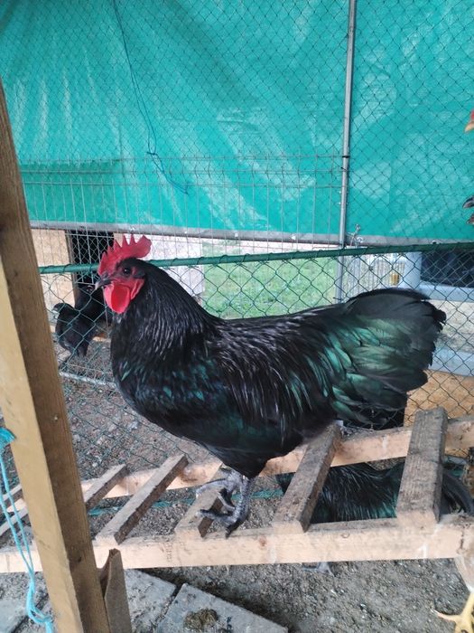 Vand cocosi Australorb negru