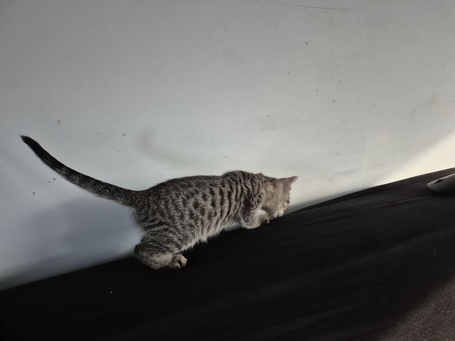 Ofer spre adoptie motan