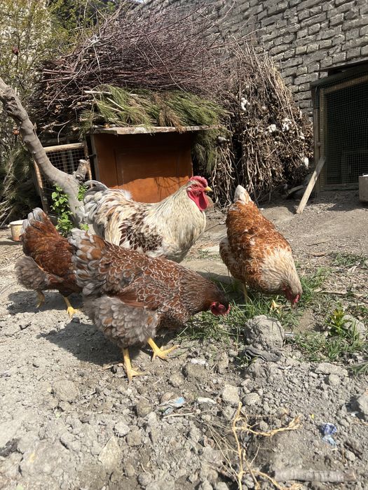 Вияндот серий золото