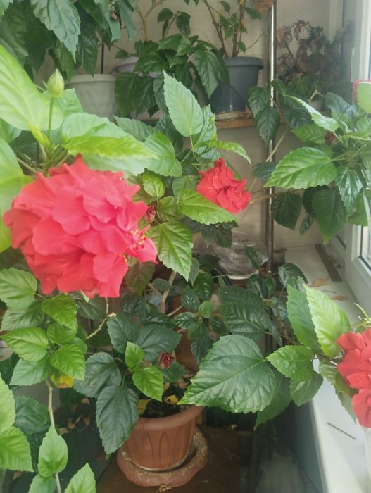 Комнатные растения