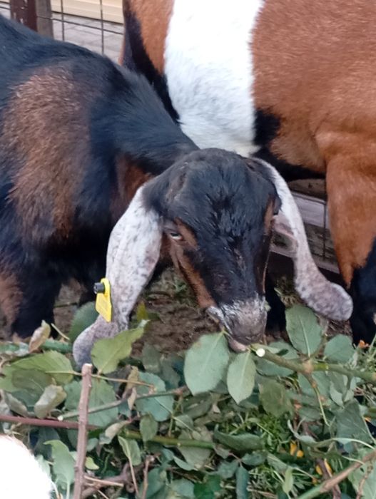 Продается Англо-Нубийский козлик