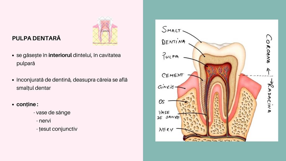 Meditatii Biologie pentru Admiterea la Medicina Generala și Dentară