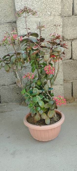 Ofis va uy uchun gullar