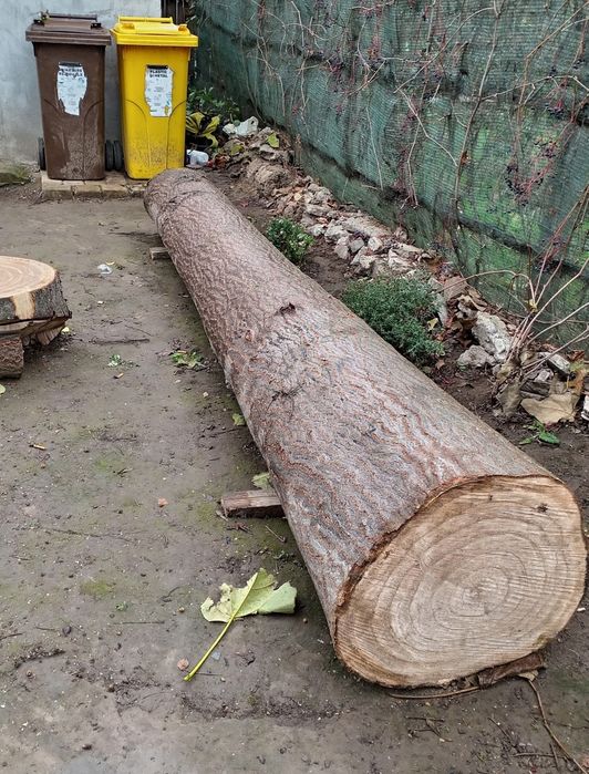 Trunchi de Paulownia