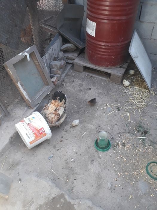 Продам куреи цыплят