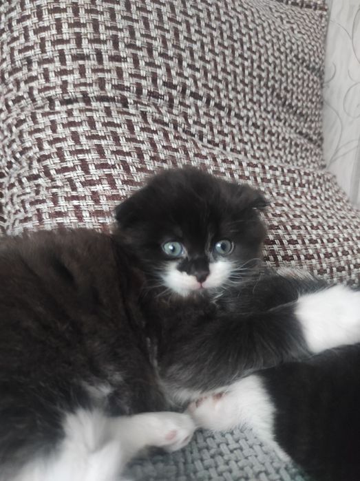 Котенок мальчик отдам