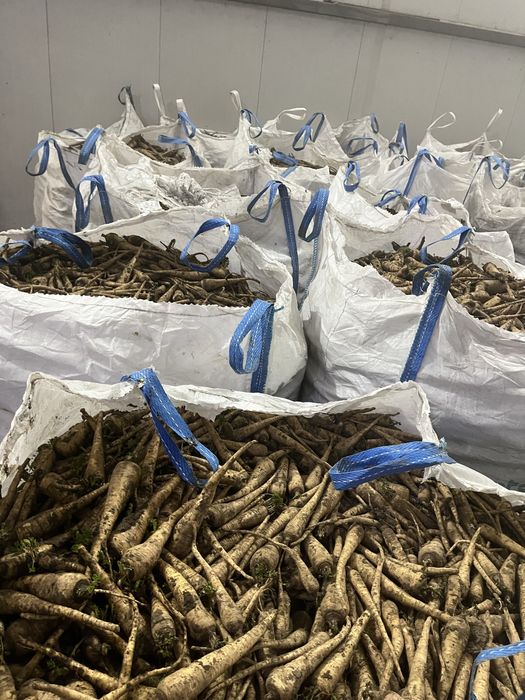 Pastarnac de vanzare