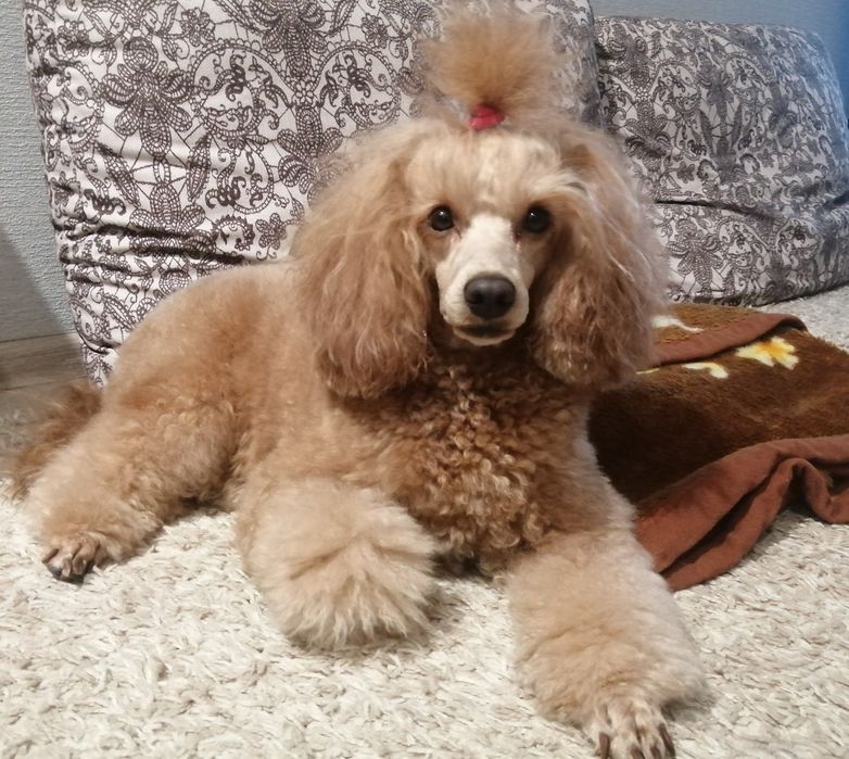 Щенок карликового пуделя