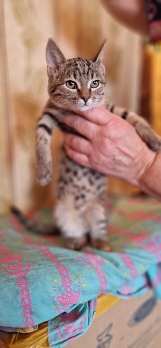 Котёнок девочка ищет семью