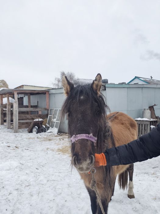 Бие сатам Кобыла