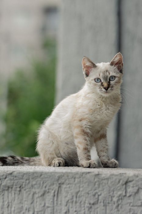 Котенок ищет любящую семью