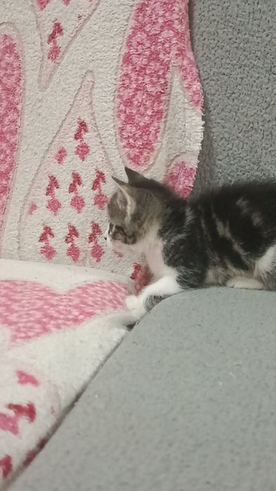 Отдам котят,в добрые руки.