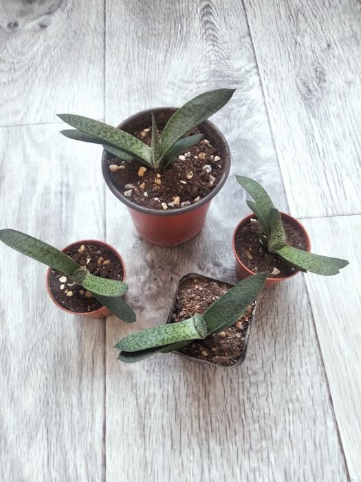 Гастерия .комнатный цветок